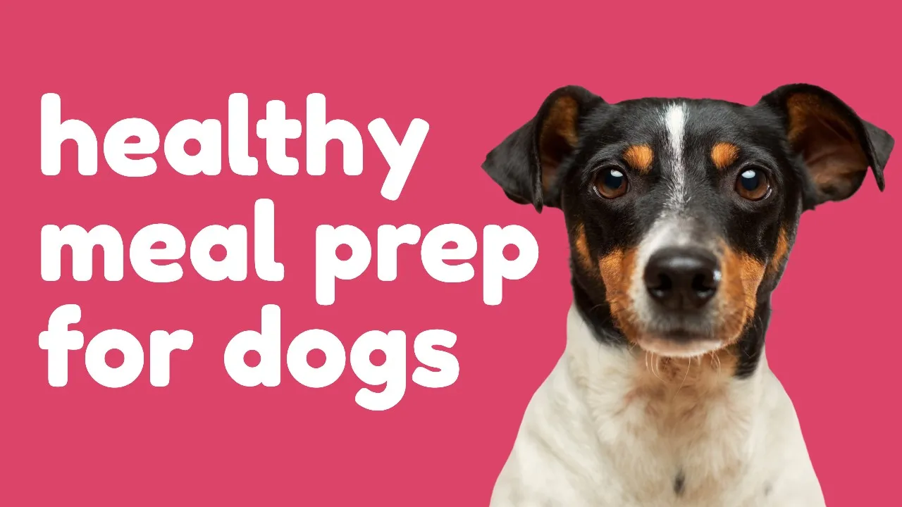 Pet YouTube thumbnail template from Snappa featuring the Fredoka One font with bold rounded text and a dog portrait